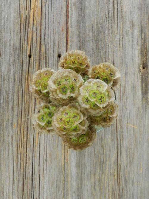 NATURAL SCABIOSA PODS